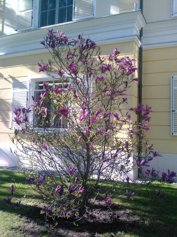 Chateau Visz Exterior foto